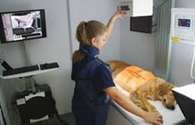 Dog on a veterinary x-ray table, an example of x-ray machine inspections